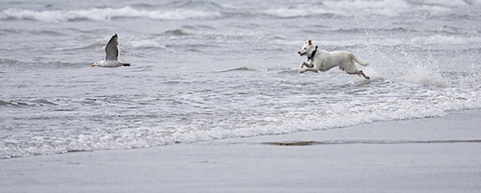 Huntington Beach's Dog Beach Named #1 in Country: LAist