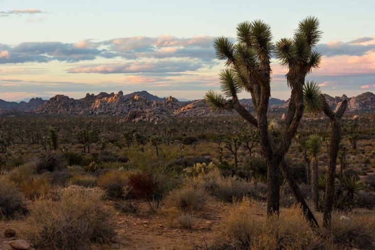 Joshua Tree Is Closing Because It's Too Gross And People Are Destroying