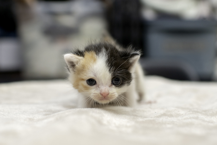adopt baby kittens