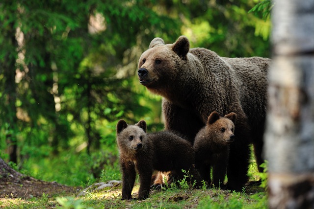 bear and baby bear