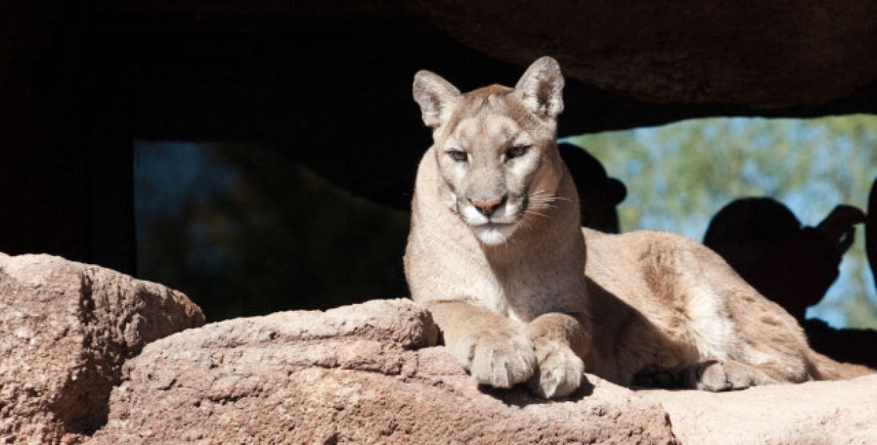 Mountain Lion Makes its Way to the 405 Freeway: LAist