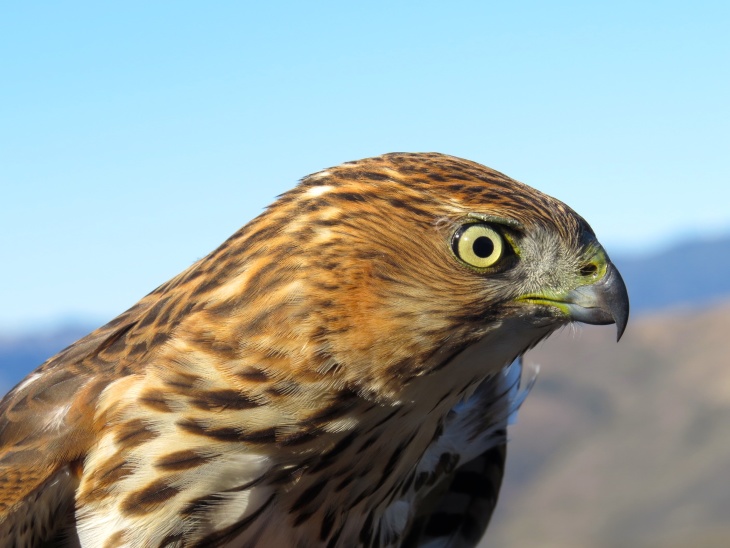 Climate Change Is Decimating Mojave Desert Birds Laist