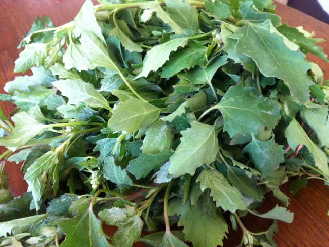 Seasonal Eats 5 Ways To Enjoy Lambs Quarters Laist