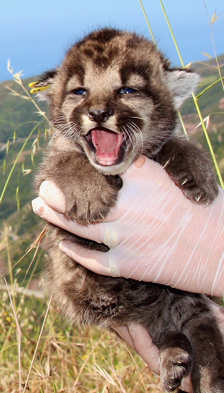 Need A Moment To De Stress Meet La S Newest Mountain Lion Kittens