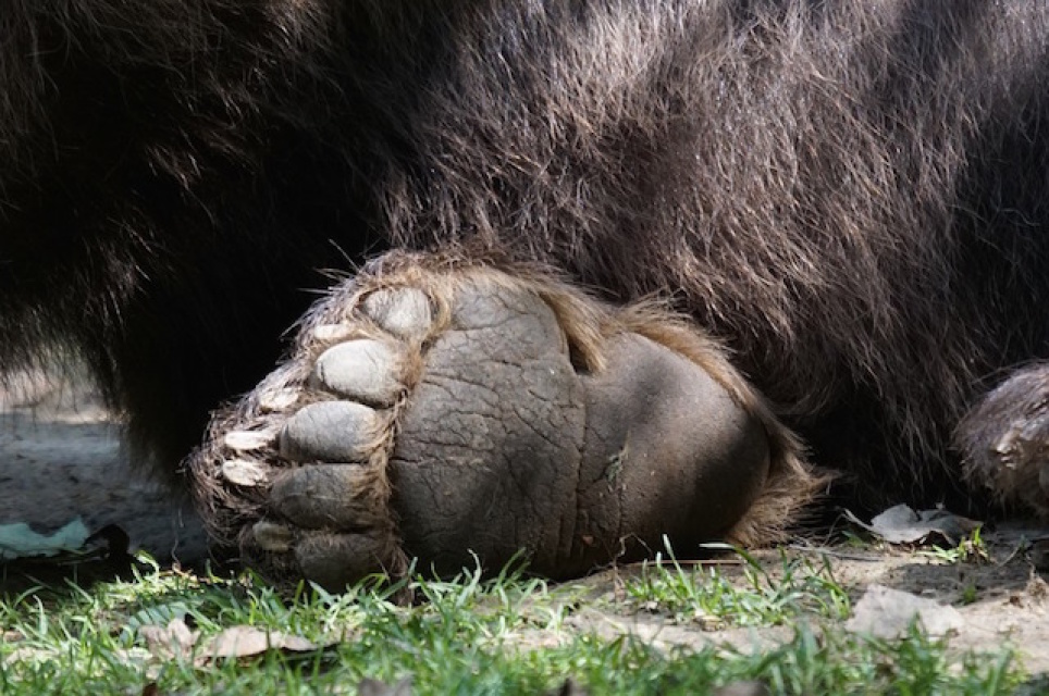 Dead 2 Year Old Bear Found Missing Paws And Gallbladder Laist