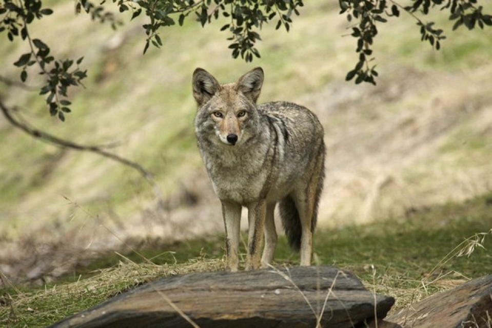 Coyote Shot Dead On The Mean Streets Of Silver Lake: LAist