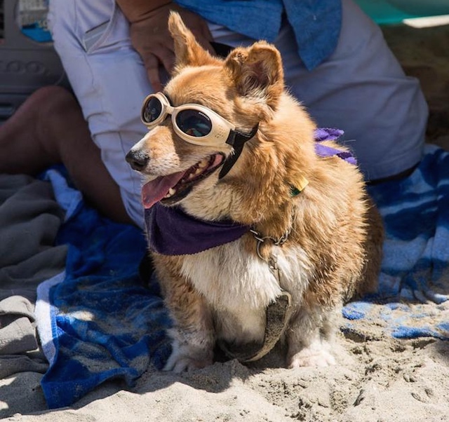 Photos: Over 800 Corgis Attended This Summer's Corgi Beach Day: LAist