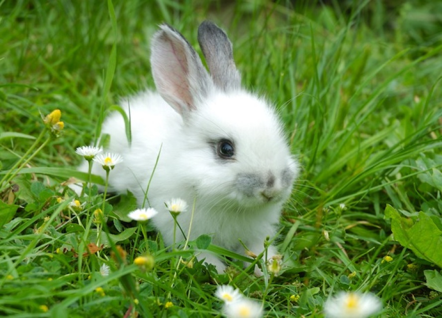 Why Were Dozens of Rabbits Dumped in an OC Park?: LAist