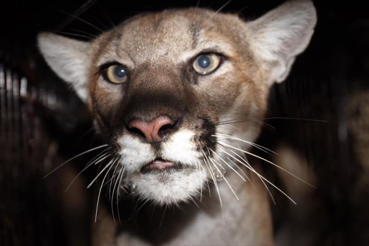 Say Meow To P-77, SoCal's Newest Mountain Lion: LAist