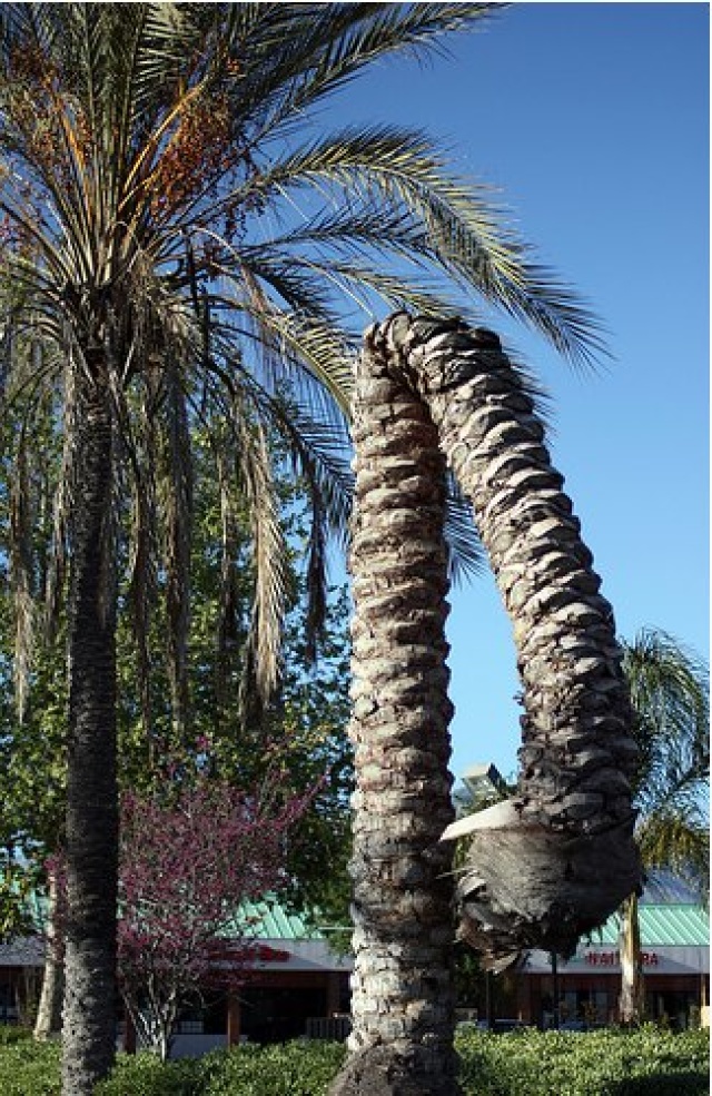 Found in LA: A Limp Dead Palm Tree: LAist