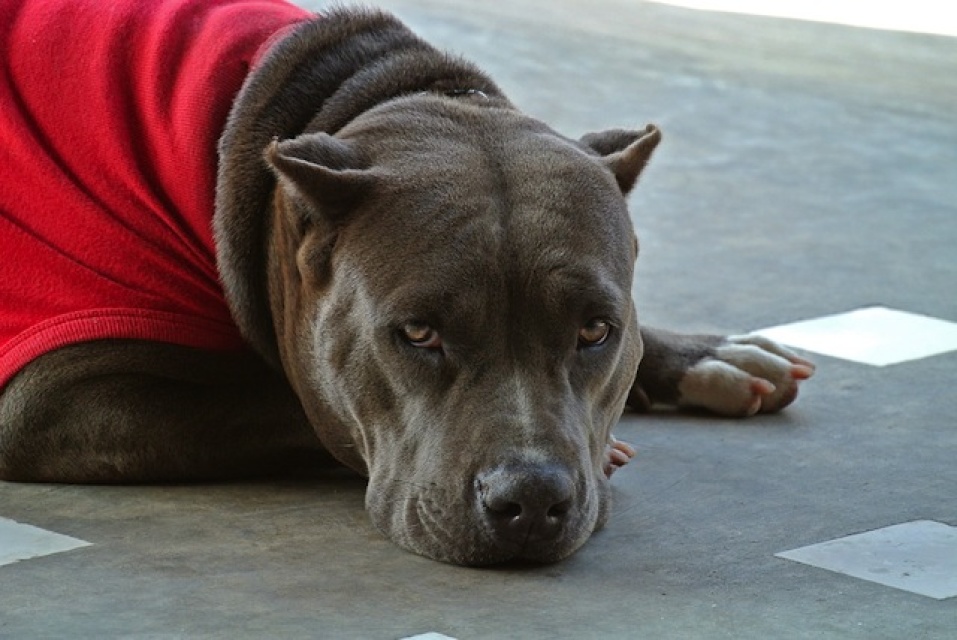 California Pitbull Owner Faces Sentence For Starving Dog: LAist