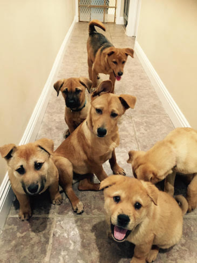 These Puppies Were Rescued From Meat Trade And Are Up For