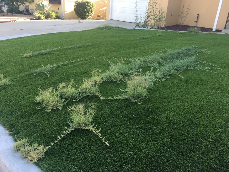You Can Rip Out Your Socal Lawn For Money Again Now Without Landscaping Abominations Laist