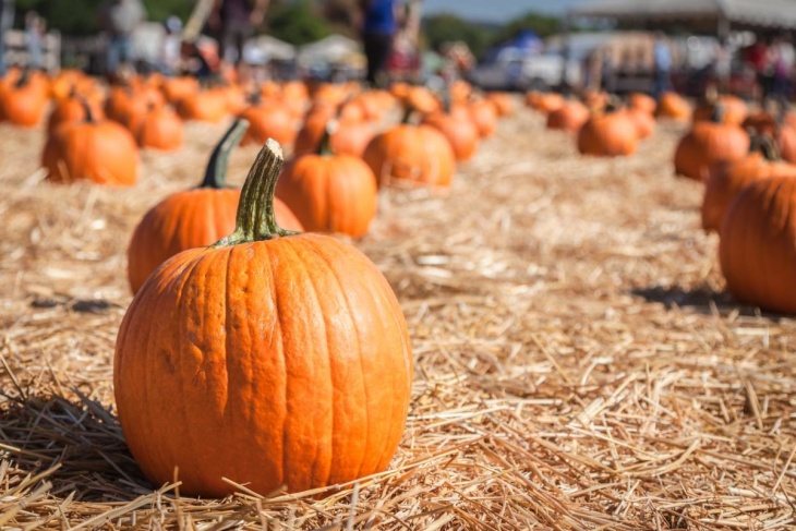 30 Ways To Celebrate Halloween In Socal In The Middle Of A Pandemic Laist - pumpkins scream in the dead of night roblox id bypassed
