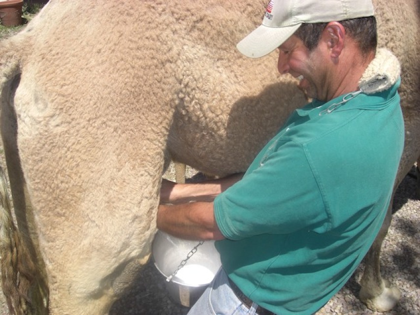 Where to Go to See Camel Milking LAist