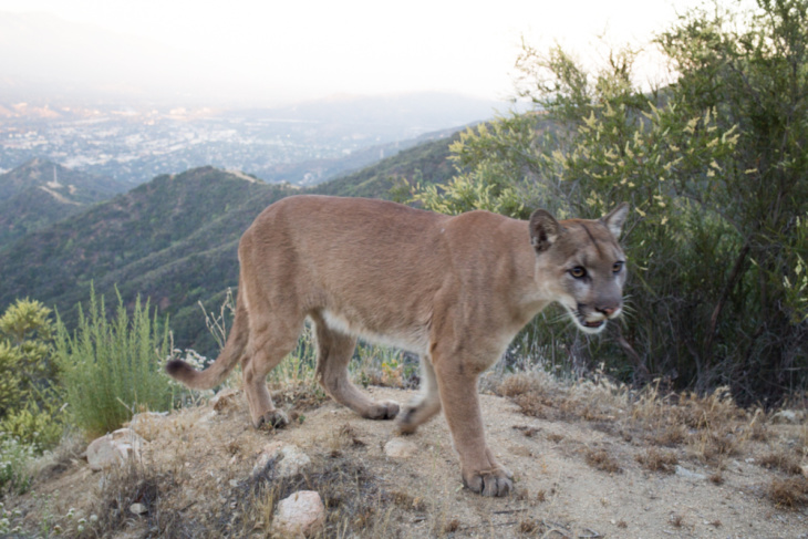 Meet Adonis, The New Mountain Lion In Town. He's Kind Of A ...