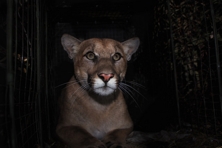 Mountain Lion P 61 Was Killed While Trying To Cross The 405 - mountain lion hollywood photo