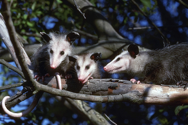 The Opossum L A S Most Anxious Animal Laist